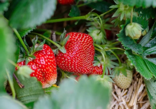 Zmieszaj z wodą i mlekiem. Ta wiosenna odżywka sprawi, że truskawki będą ogromne i słodkie