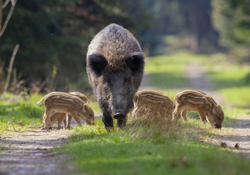 Dziki i niedźwiedzie na dnie morza w Europie. Nowe odkrycie