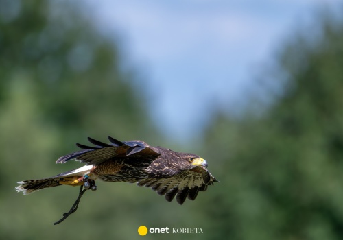 Nad warszawskim osiedlem latają jastrzębie. Mają odstraszać mewy