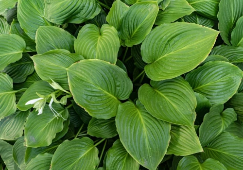 Masz cień w ogrodzie? Posadź te byliny, a sąsiedzi będą zazdrościć. TOP 10 hitów ogrodników