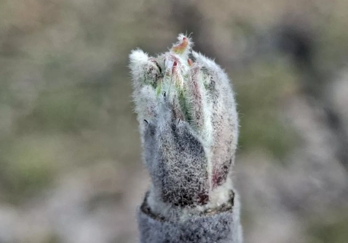 Kiedy pierwszy zabieg na parcha? Na razie zarodniki nie są dojrzałe