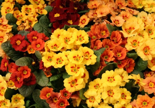 Twoje prymulki będą kwitły najdłużej w okolicy. Wystarczy, że zrobisz to