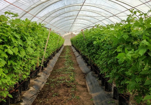 Tunel foliowy czy szklarnia? Porównanie kosztów, trwałości i efektywności uprawy warzyw