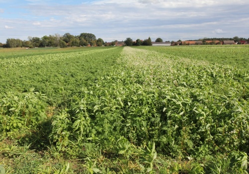 Chcesz żyznej gleby? Zacznij od zmianowania bez błędów