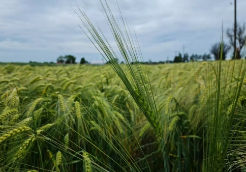 40 nowych odmian zbóż ozimych. Sprawdź, co trafiło do rejestru