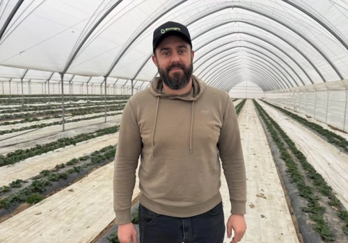 Z pola pod tunel. Szymon Kamiński stawia na jakość i konsekwentnie rozwija produkcję truskawek