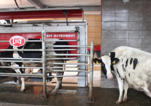 Roboty przejmują obory. Automatyzacja doju zmienia hodowlę mleka