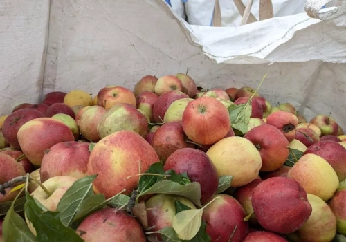 Nie tylko drogi gaz. Dlaczego ceny jabłek przemysłowych spadają w marcu 2026?