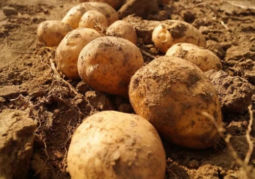 Sól niszczy ziemniaki na Cyprze. Plantatorzy liczą straty