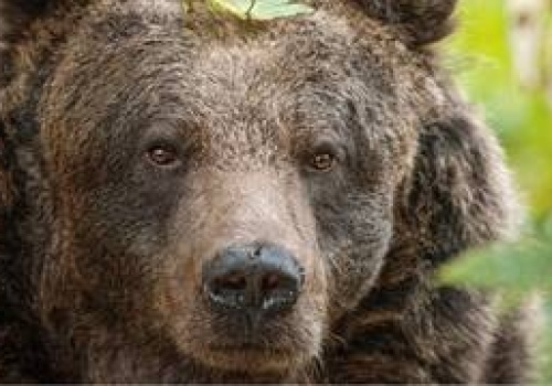 Niedźwiedzica z wrocławskiego zoo obudziła się z zimowego snu. Będzie można ją zobaczyć z nowej kładki