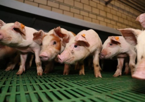 Ceny tuczników 19.03.2026: WBC i żywiec znów do góry!