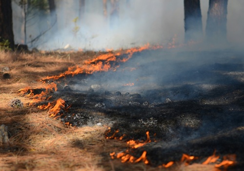 30 000 zł za papierosa w lesie, ale wypalanie traw traktowane po macoszemu. Dlaczego?