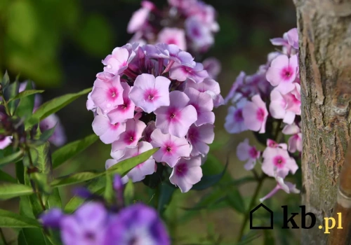 Kwitną od kwietnia do października. Hortensje przy nich wypadają blado