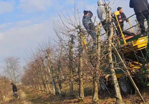 Po pożarze nie został sam. W Janowie 30 osób pomaga dziś w cięciu sadu
