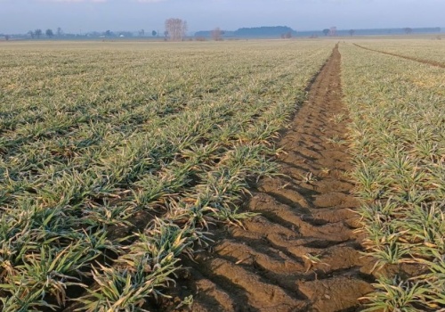Jak mikroorganizmy w glebie pomagają roślinom pobierać minerały