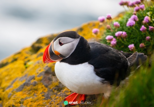 Tysiące martwych ptaków na wybrzeżach Europy. Naukowcy alarmują o skali tragedii