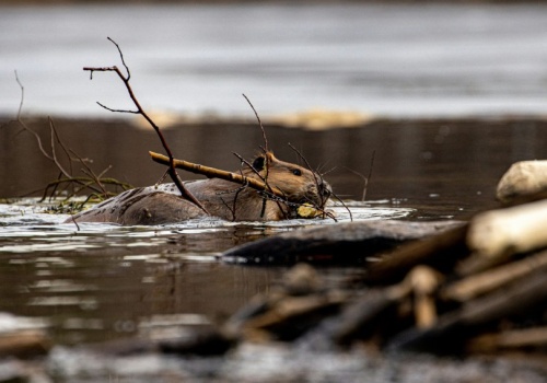 Bobry pomagają w walce ze zmianami klimatu. Całkowicie za darmo