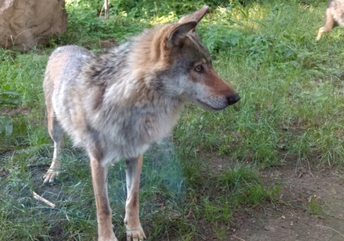 Wilcze ścieżki wokół Trzebnicy. W lutym zaobserwowano kilka osobników