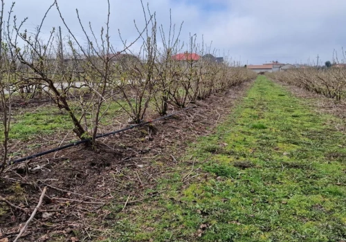 Na plantacjach porzeczki widać już zieleń. Właśnie teraz zaczyna się najważniejszy moment