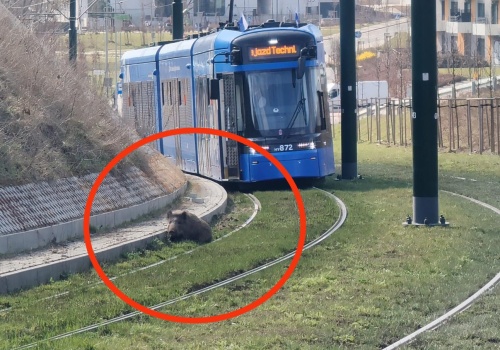 Dzik na torach i zasłabnięcie pasażera. Poranek z utrudnieniami w Krakowie