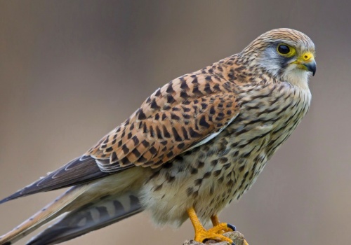 Najbardziej fascynujący ptak drapieżny. W powietrzu jest mistrzem