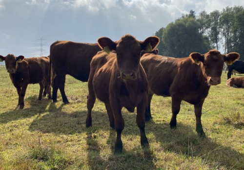 623 kg skażonej wołowiny z Urugwaju. Jak mięso z Ameryki Południowej trafiło do Polski?