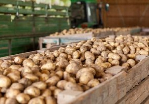 Skąd Polska ściąga ziemniaki? Jest zdecydowany lider