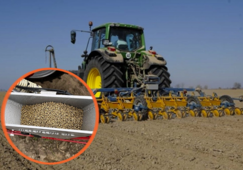 Buraki cukrowe siać już czy poczekać? Nie sam termin decyduje o starcie