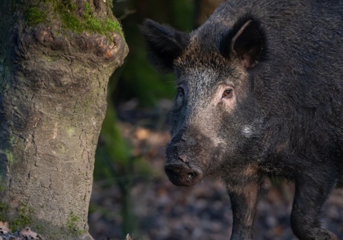 Niecodzienna sytuacja w Krakowie. Dzik wstrzymał ruch tramwaju