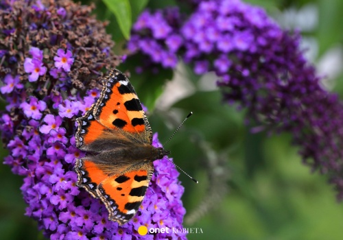 Posadź w ogrodzie. Ten krzew przyciąga motyle jak magnes