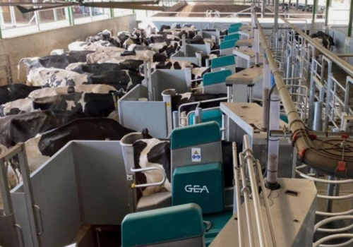 60 robotów i tysiące krów. W Ukrainie powstaje mleczny gigant