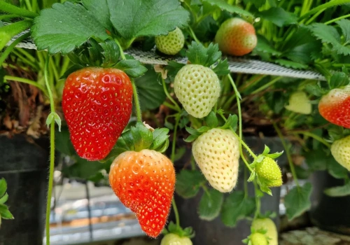 Robią to na całym świecie, tylko nie w Polsce. Przed sezonem truskawek czas na taki ruch