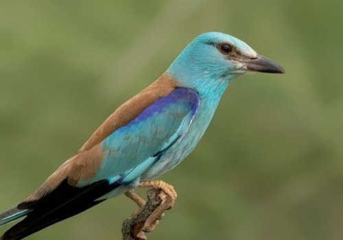 Quiz ornitologiczny dla miłośników przyrody. Ile punktów zdobędziesz?