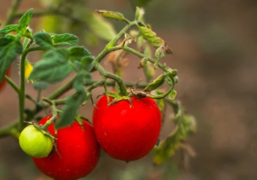 ​Podlewam tym pomidory od wiosny. Latem nie nadążam zbierać owoców