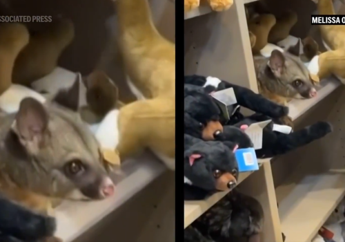 Nietypowy gość na lotnisku. Wśród pamiątkowych maskotek pojawił się… prawdziwy opos!