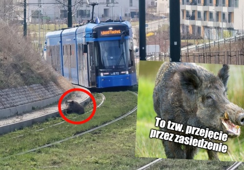Kraków: ruch tramwajowy został zablokowany przez dzika, który klapnął sobie wygodnie na torach