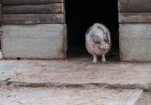 Chcesz się wyprowadzić z miasta? Rząd planuje specjalne przepisy