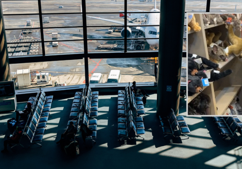 Żywy opos w sklepie z pamiątkami. Usiadł obok pluszowych zabawek