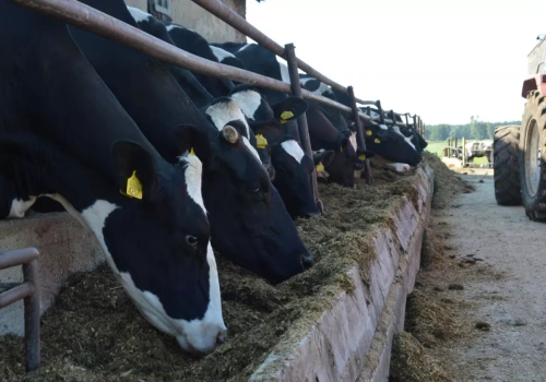 Dopłaty do krów i bydła 2026: ile zł za sztukę, jaki wiek i ile maksymalnie zgłosić?