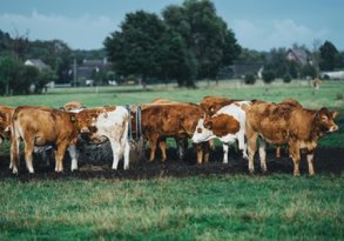 Chcą nazwać wioskę imieniem Putina. To dla ochrony krów