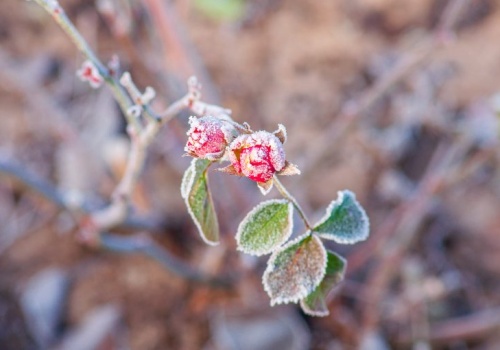 Pogoda na piątek | Uwaga na nocne przymrozki