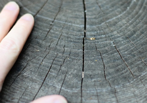 Wystarczy kilka otworów i jeden składnik. Pień znika bez kopania i wysiłku