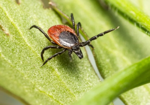 Kleszcze mogą być już w twoim domu. Sprawdź te miejsca, zanim będzie za późno