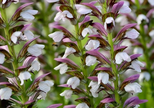 7 roślin, które przetrwają upał bez podlewania. Ogrodnicy nie mogą się nimi nacieszyć