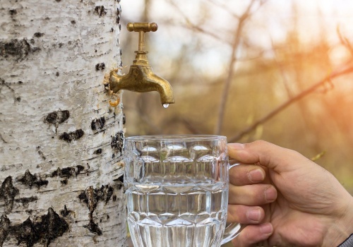 Oskoła to wiosenny eliksir prosto z drzew. Sięgnij po niego właśnie teraz
