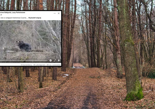 Natknęli się na potężnego drapieżnika w Bieszczadach. 