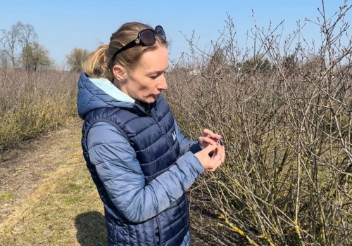 Jakie nawozy wiosną podać aronii? Sprawdź, co radzi dr inż. Diana Wieczorek!