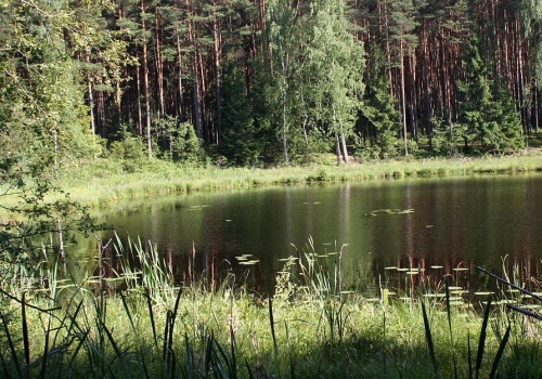 Niespotykane znalezisko w Borach Tucholskich. „Do tej pory archeolodzy nie trafiali na takie amulety”