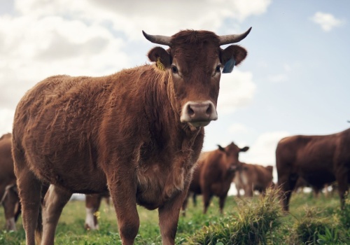 Mięso z progesteronem trafiło do Polski. Jest ostrzeżenie