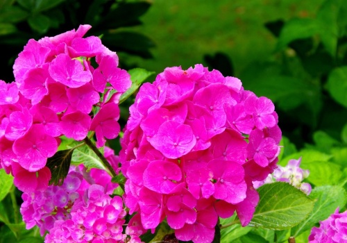 Hortensje mogą mieć jeszcze więcej kwiatów. Wystarczy, że zadbasz o to